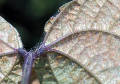 العنكبوت الأحمر  العدو الصامت لنباتاتك العنكبوت الأحمر  العدو الصامت لنباتاتك