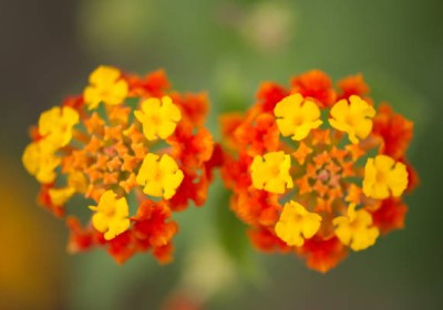 اللانتانا كامارا Lantana camara