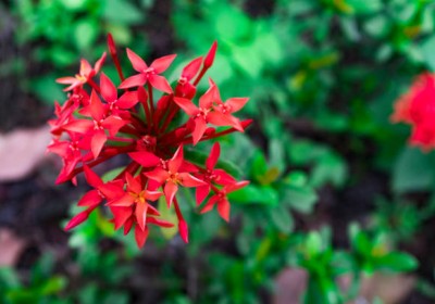 نبات الأكزورا (Ixora coccinea)
