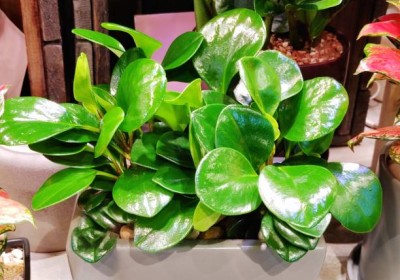 نبات البروميا Peperomia