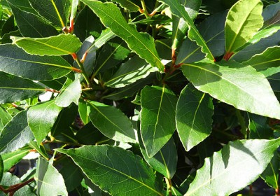 نبات اللورا ملكة النباتات العطرية نبات اللورا ملكة النباتات العطرية