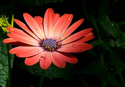 نبات الجربيرا