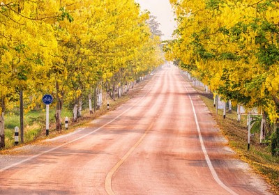 شجرة كاسيا فستيولا: أيقونة الجمال الذهبي شجرة كاسيا فستيولا: أيقونة الجمال الذهبي