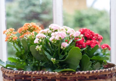 نبات الكلانشو (Kalanchoe)