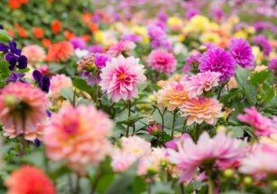 نبات الداليا- جمال الطبيعة في حديقتك