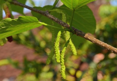 التوت العُماني
