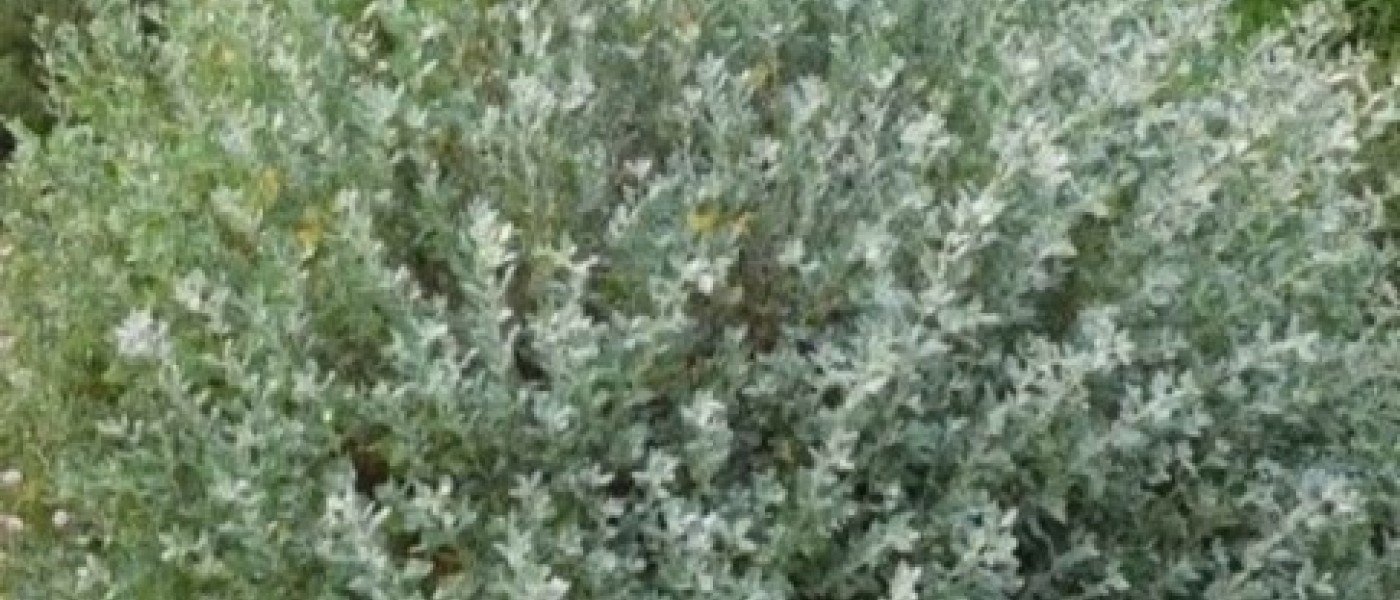 نبات الرغل الملحي