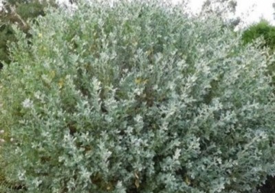 نبات الرغل الملحي