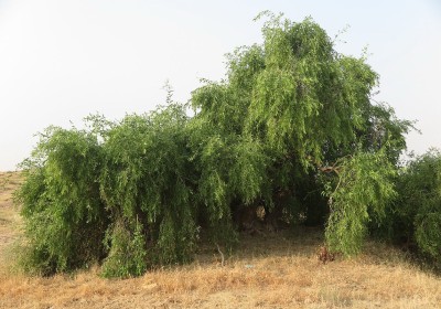 شجرة الأراك- لماذا تُعد من أعظم الأشجار البرية في الجزيرة العربية؟