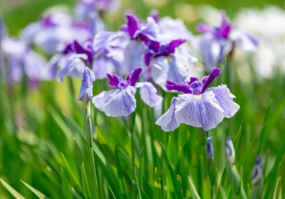 نبات السوسن Iris
