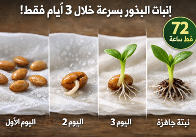 أسرار إنبات البذور بسرعة (من 3 أيام فقط) – الطريقة التي لا يخبرك بها أحد