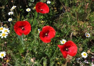 زهرة الديدحان : جمال البرية وفوائدها العديدة زهرة الديدحان : جمال البرية وفوائدها العديدة