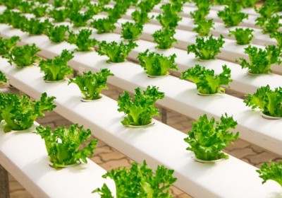 الزراعة العضوية: بديل صحي للزراعة التقليدية