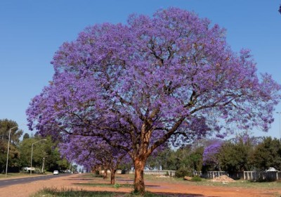 شجرة الجاكرندا
