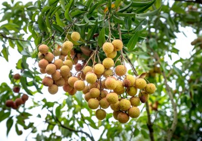 دليل شامل لزراعة وحصاد فاكهة عين التنين دليل شامل لزراعة وحصاد فاكهة عين التنين