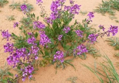 الخزامى البري: زهرة ربيعية ساحرة الخزامى البري: زهرة ربيعية ساحرة