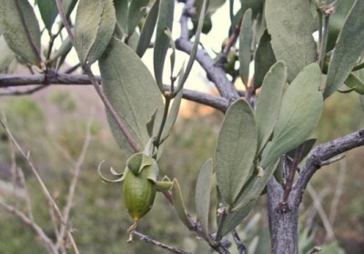 شجرة الجوجوبا (Simmondsia chinensis): الذهب الأخضر وطرق زراعتها شجرة الجوجوبا (Simmondsia chinensis): الذهب الأخضر وطرق زراعتها