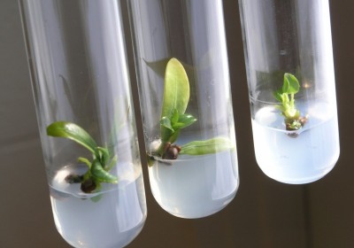 زراعة الانسجة النباتية Tissue Culture