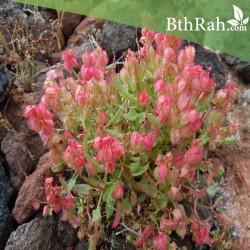 بذور عشبة الحميض-Rumex vesicarius