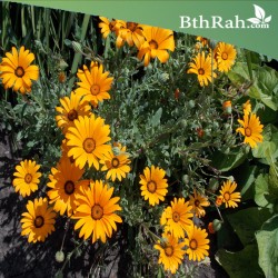 بذور زهرة ديمورفوتيكا-اللؤلؤة الإفريقية Dimorphotheca بذور زهرة ديمورفوتيكا-اللؤلؤة الإفريقية Dimorphotheca