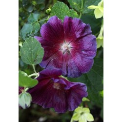 بذور الخطمية بأزهار بنفسجي (Alcea rosea) بذور الخطمية بأزهار بنفسجي (Alcea rosea)