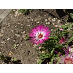 بذور زهرة أقحوان ثلجي (Cleretum bellidiforme) بذور زهرة أقحوان ثلجي (Cleretum bellidiforme)