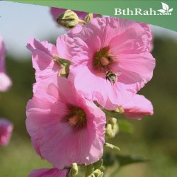 بذور الخطمية بأزهار وردية (Alcea rosea) بذور الخطمية بأزهار وردية (Alcea rosea)