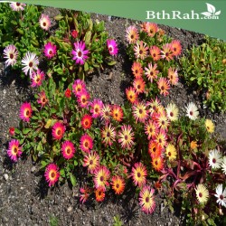 بذور زهرة أقحوان ثلجي (Cleretum bellidiforme) بذور زهرة أقحوان ثلجي (Cleretum bellidiforme)