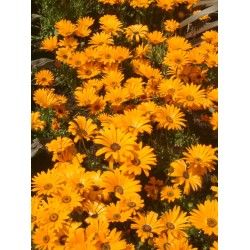 بذور زهرة ديمورفوتيكا-اللؤلؤة الإفريقية Dimorphotheca بذور زهرة ديمورفوتيكا-اللؤلؤة الإفريقية Dimorphotheca