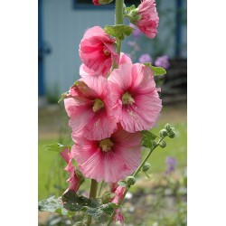 بذور الخطمية بأزهار وردية (Alcea rosea) بذور الخطمية بأزهار وردية (Alcea rosea)