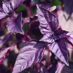 بذور الريحان الليلي ( Albahaca Morada ) بذور الريحان الليلي ( Albahaca Morada )