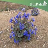 بذور زهرة بلوبيل - جرس الصحراء (Phacelia campanularia) بذور زهرة بلوبيل - جرس الصحراء (Phacelia campanularia)