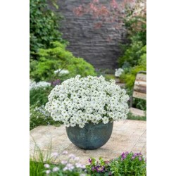 بذور زهور الايبرس Iberis sempervirens