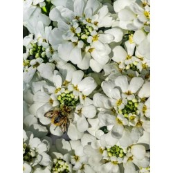 بذور زهور الايبرس Iberis sempervirens