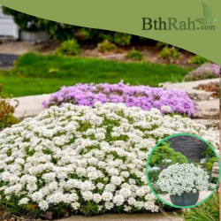 بذور زهور الايبرس Iberis sempervirens