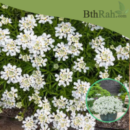 بذور زهور الايبرس Iberis sempervirens