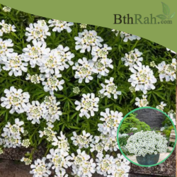 بذور زهور الايبرس Iberis sempervirens