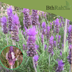 بذور نبات الضرم Lavandula dentata