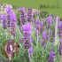 بذور نبات الضرم Lavandula dentata