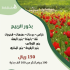 بذور نباتات الربيع