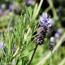 بذور نبات الضرم Lavandula dentata