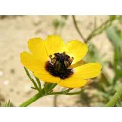 بذور زهور أدونيس Adonis dentata