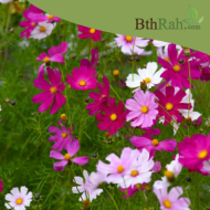 بذور أزهار الكوزموس Cosmos bipinnatus