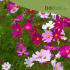 بذور أزهار الكوزموس Cosmos bipinnatus