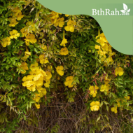 بذور متسلقة مخلب القط- Macfadyena unguis-cati