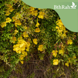 بذور متسلقة مخلب القط- Macfadyena unguis-cati