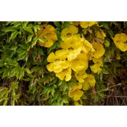 بذور متسلقة مخلب القط- Macfadyena unguis-cati