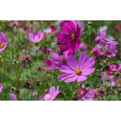 بذور أزهار الكوزموس Cosmos bipinnatus
