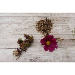 بذور أزهار الكوزموس Cosmos bipinnatus