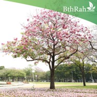 بذور شجرة تابوبيا وردي - Tabebuia impetiginosa بذور شجرة تابوبيا وردي - Tabebuia impetiginosa